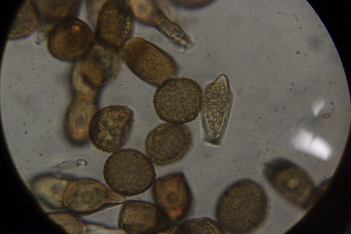 Botanischer Garten Duisburg-0020.jpg