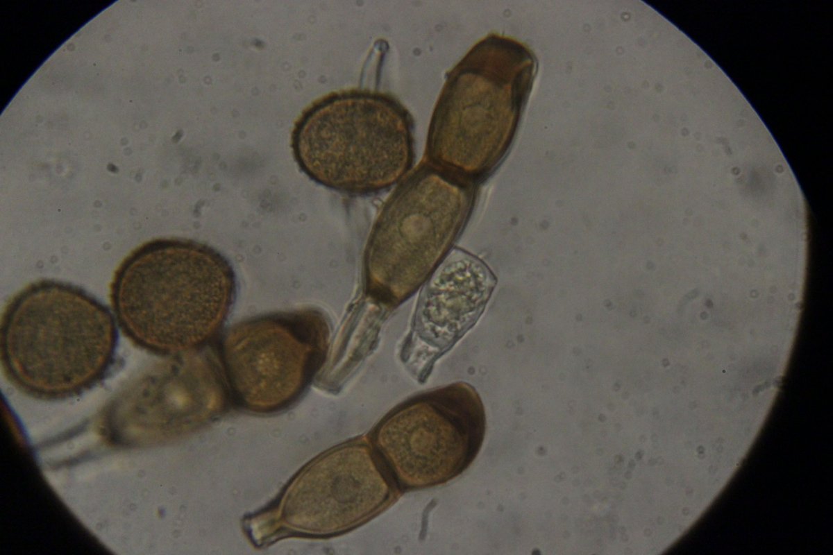 Botanischer Garten Duisburg-0026.jpg