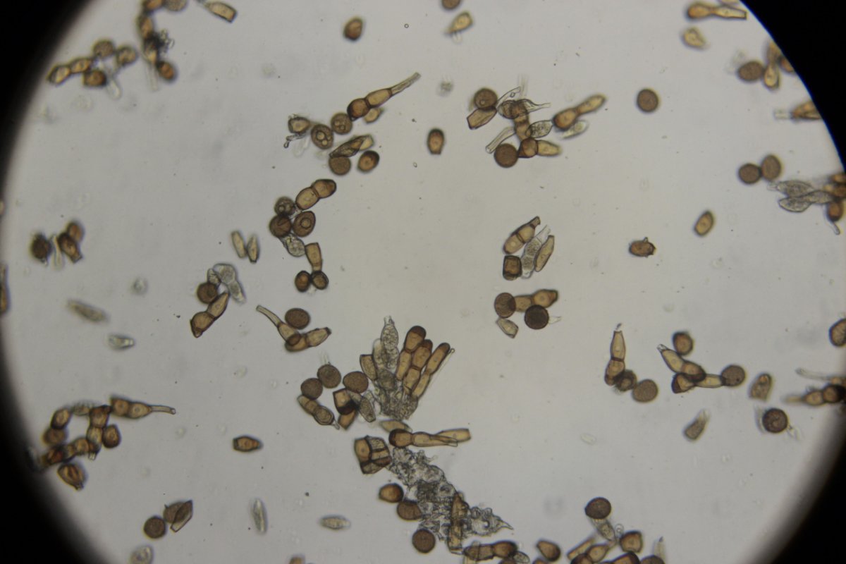 Botanischer Garten Duisburg-0028.jpg