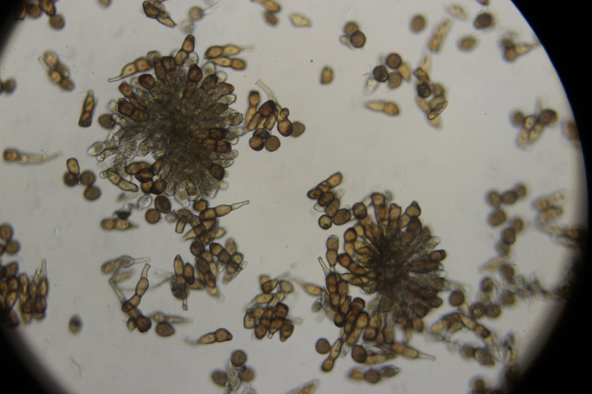 Botanischer Garten Duisburg-0030.jpg