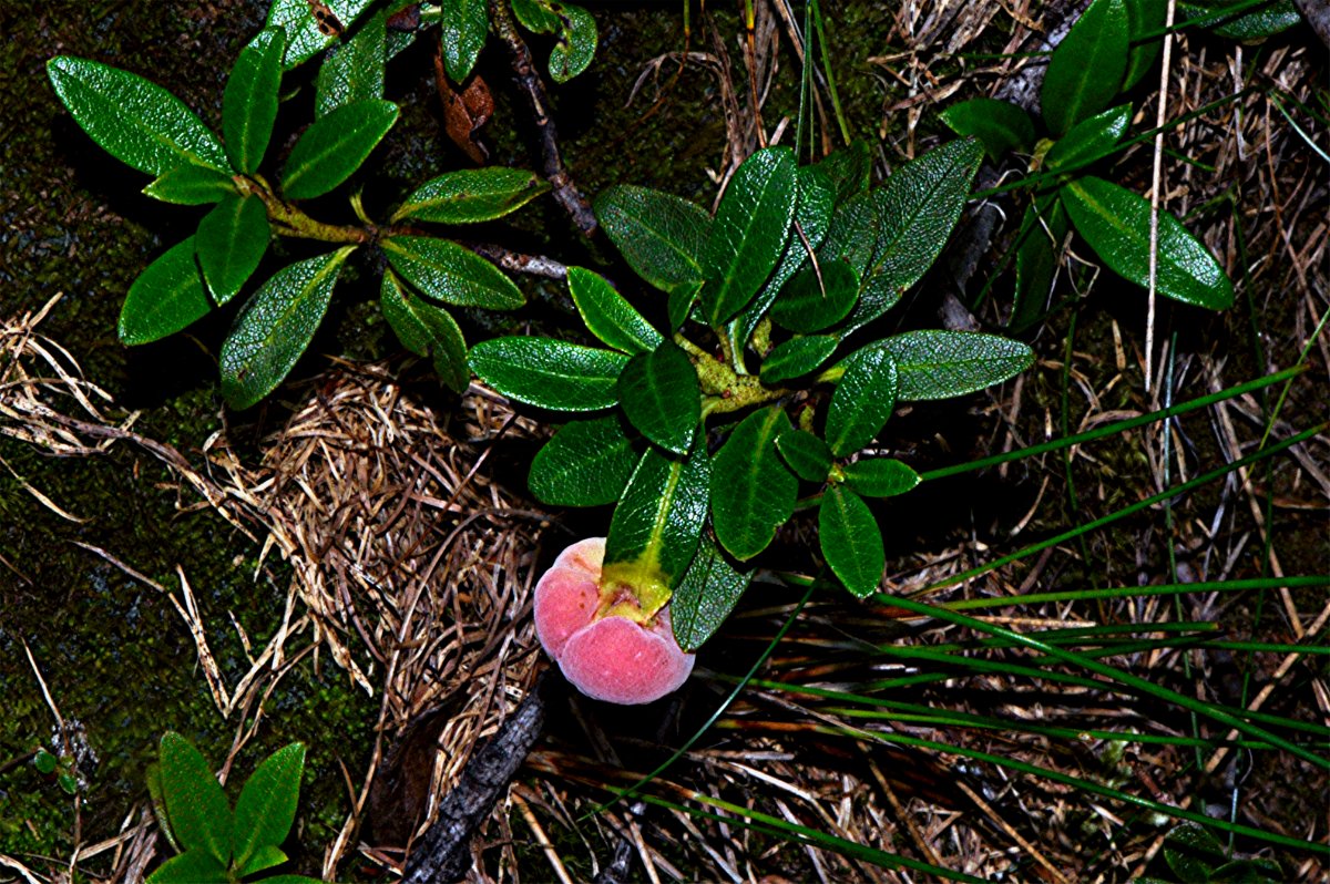 _DSC0272 Alpenrosen-Nacktbasidie, Exobasidium rhododendri, Ausschnitt, Licht, Schärfe.JPG