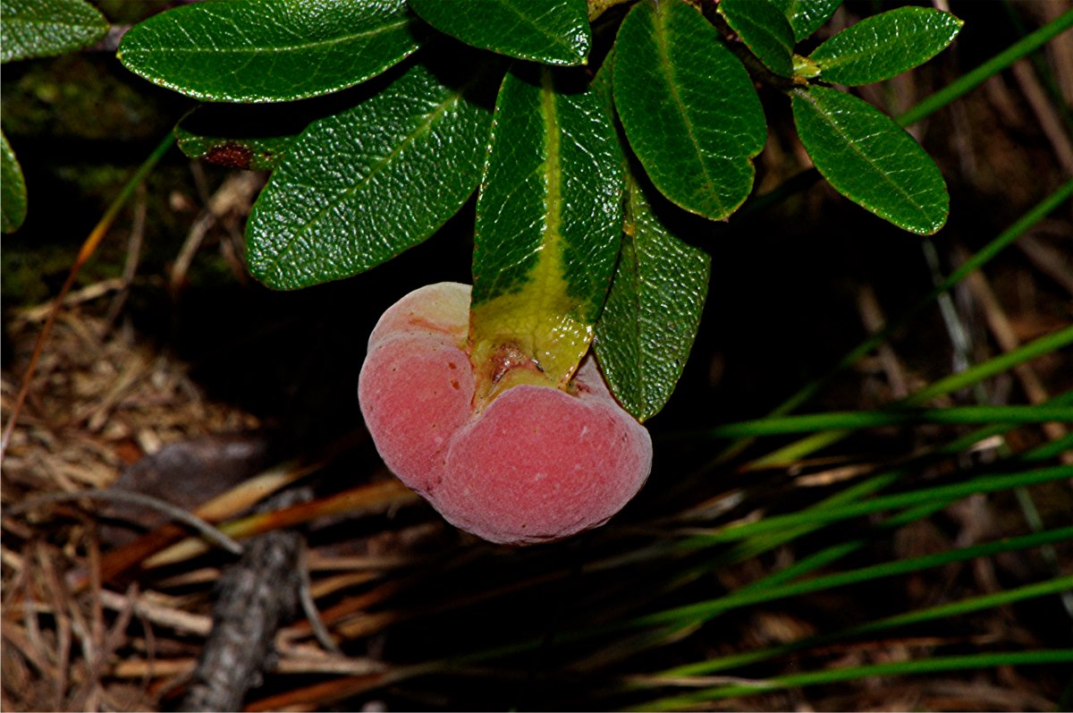 _DSC0273 Alpenrosen-Nacktbasidie, Exobasidium rhododendri, Ausschnitt, Helligkeit, Schärfe.JPG