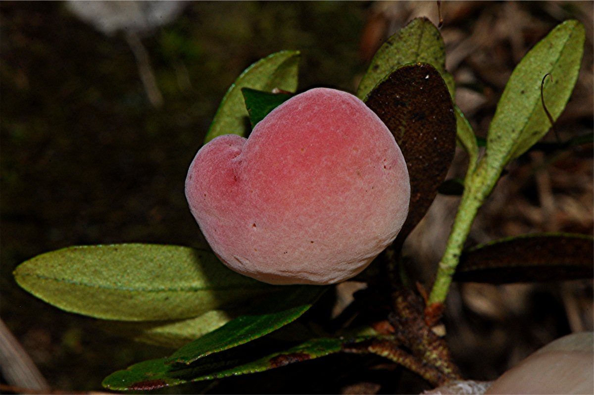 _DSC0274 Alpenrosen-Nacktbasidie, Exobasidium rhododendri, Ausschnitt, Schärfe.JPG