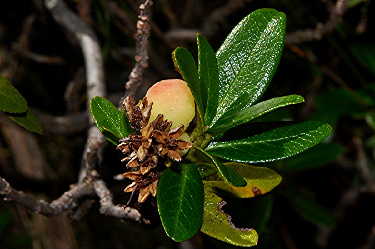 _DSC0275 Alpenrosen-Nacktbasidie, Exobasidium rhododendri, Ausschnitt, Schärfe.JPG