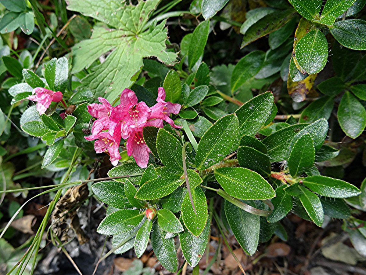 DSC09653 Ausschnitt, Schärfe, klein.jpg