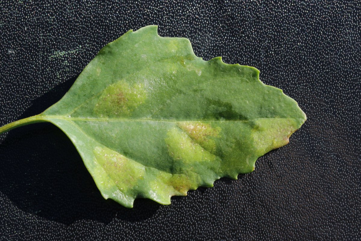 Halde Rungenberg-0003.jpg