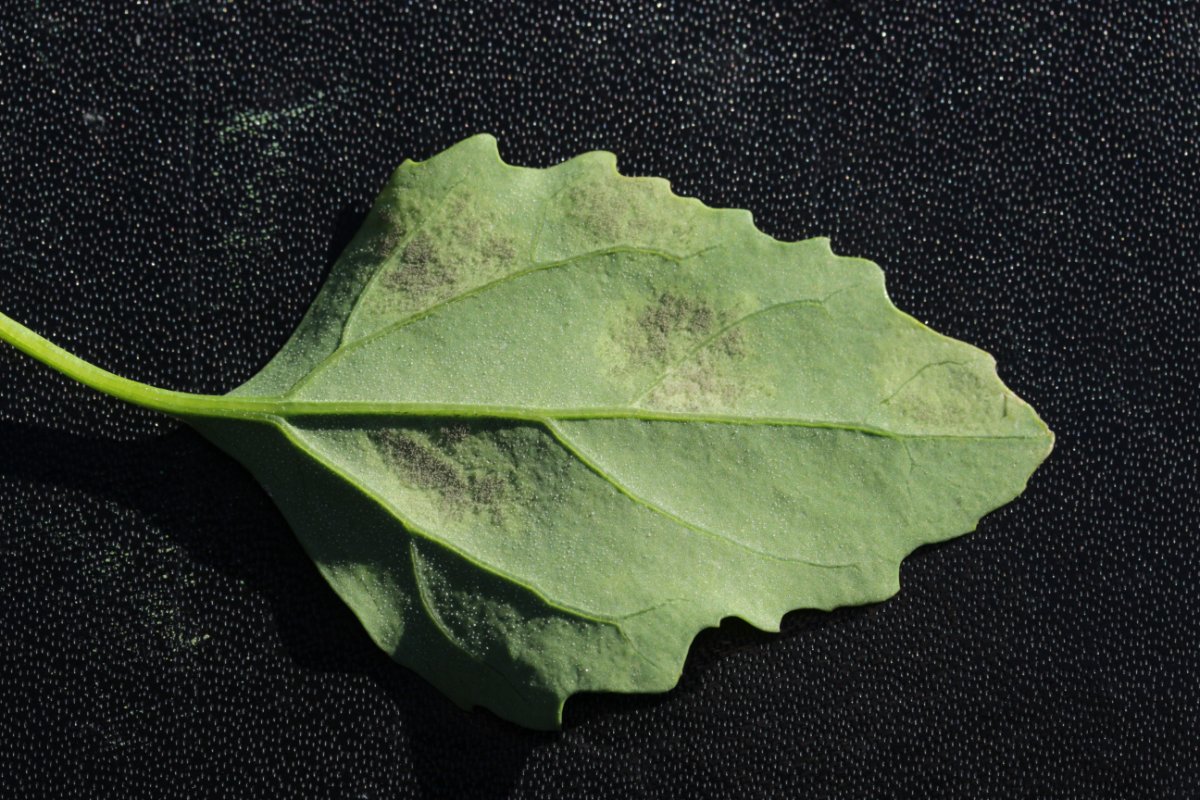 Halde Rungenberg-0004.jpg