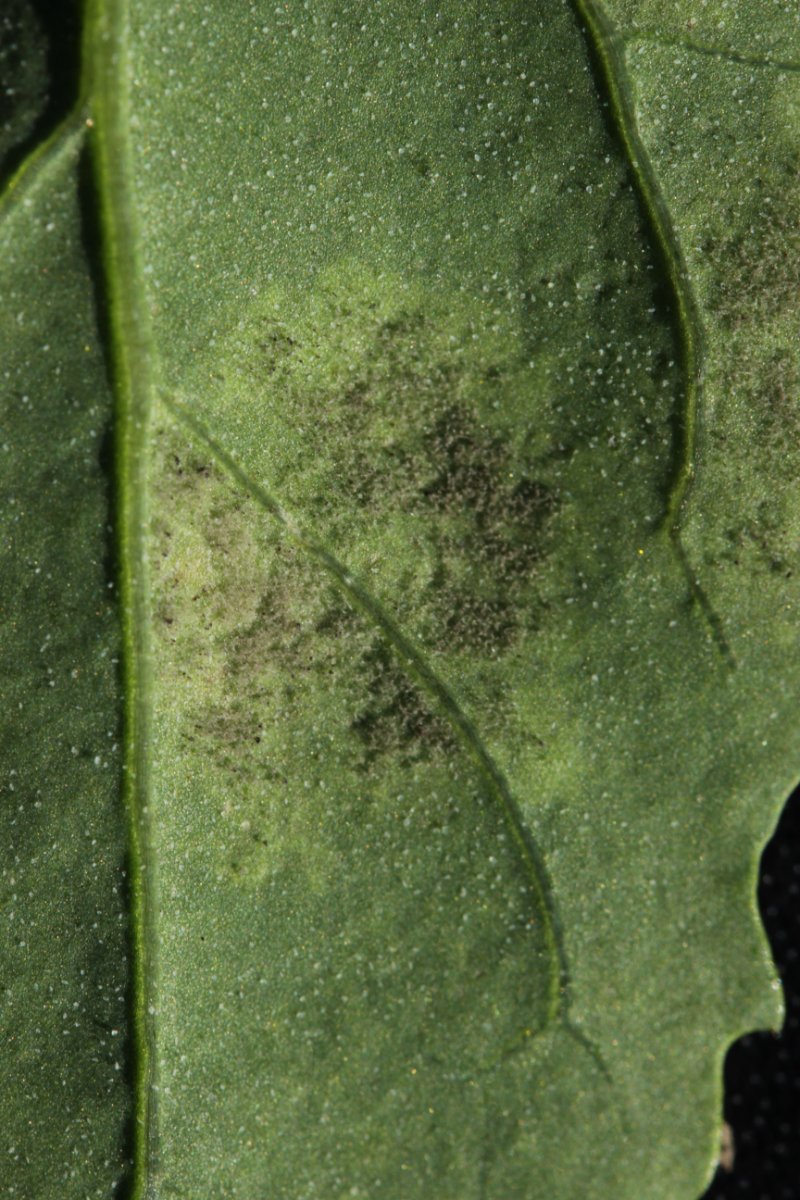 Halde Rungenberg-0007.jpg