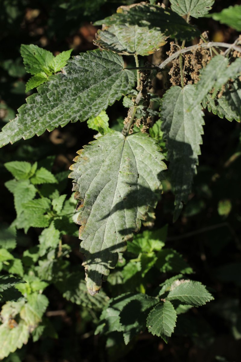 Halde Rungenberg-0009.jpg