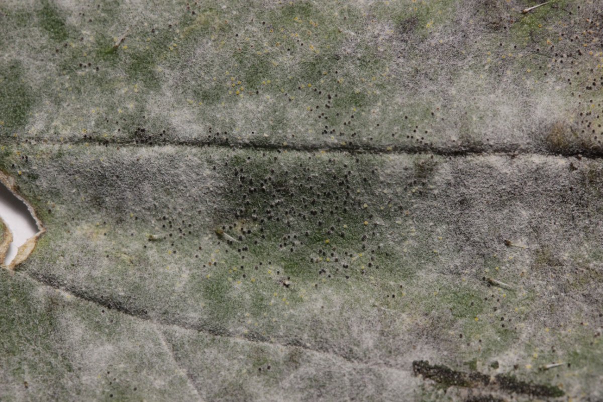 Halde Rungenberg-3794.jpg