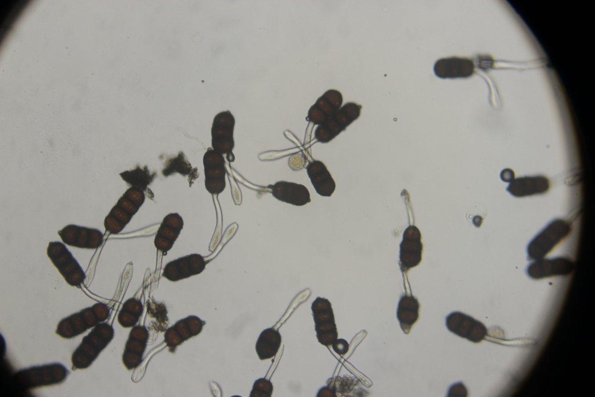 Halde Rungenberg-3700.jpg