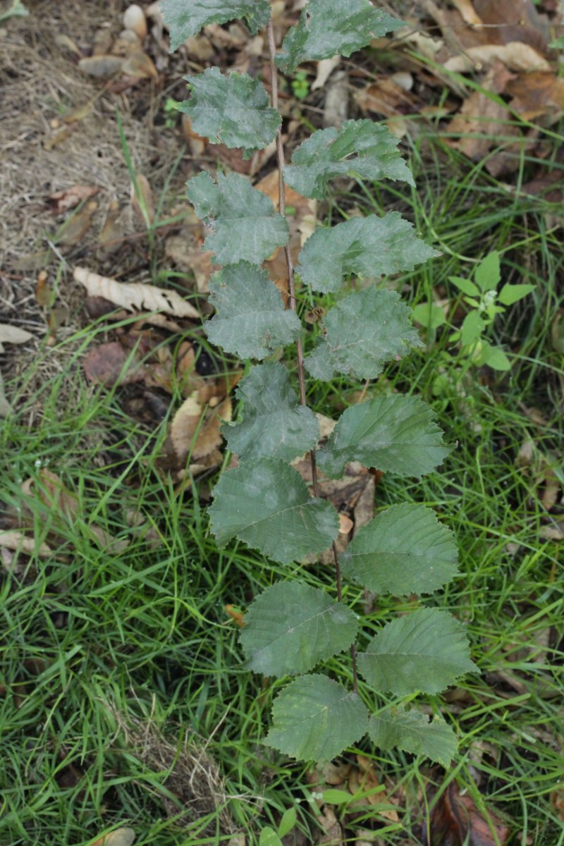 Halde Rungenberg-0010.jpg