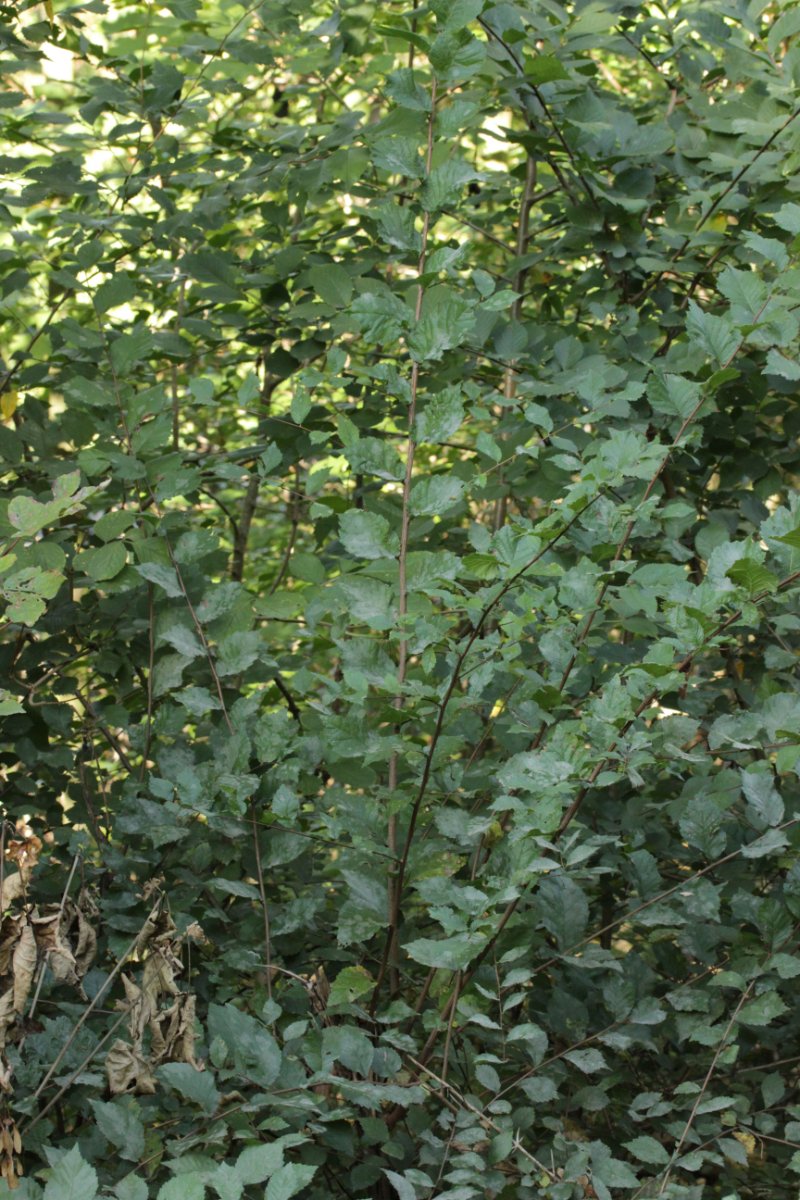 Halde Rungenberg-0013.jpg