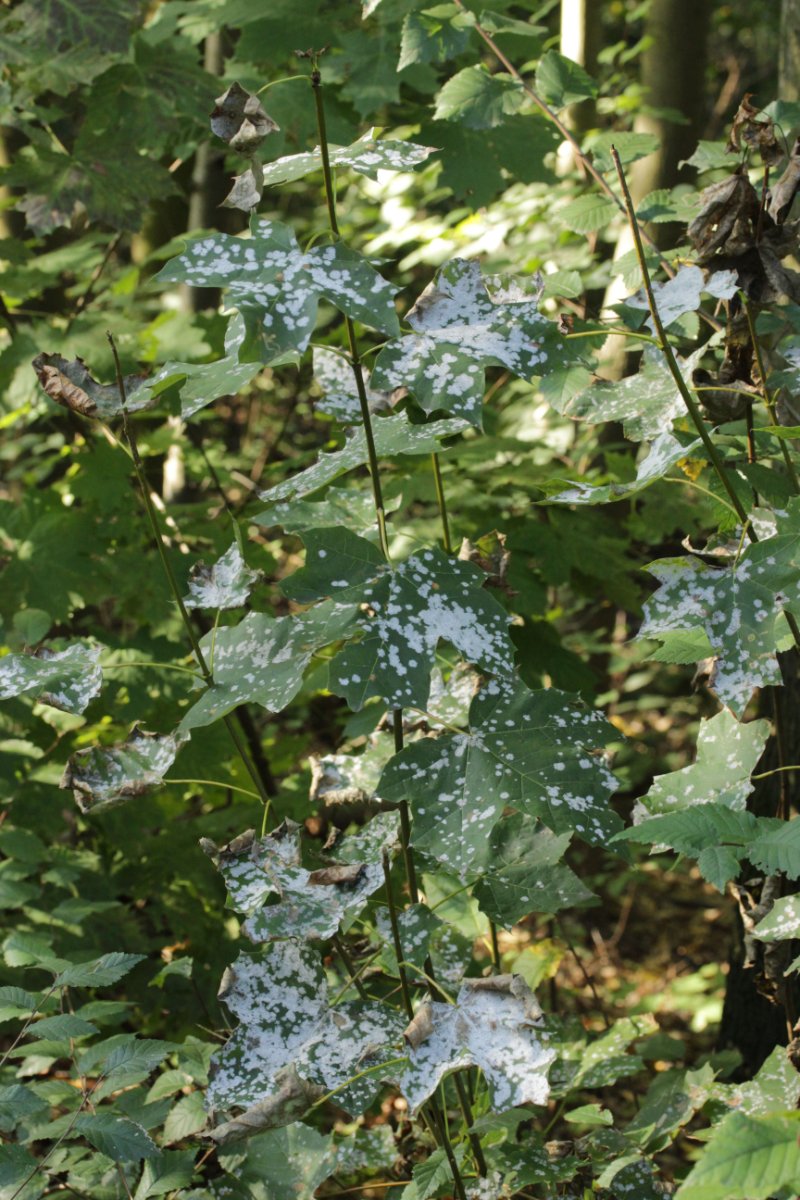 Halde Rungenberg-0015.jpg