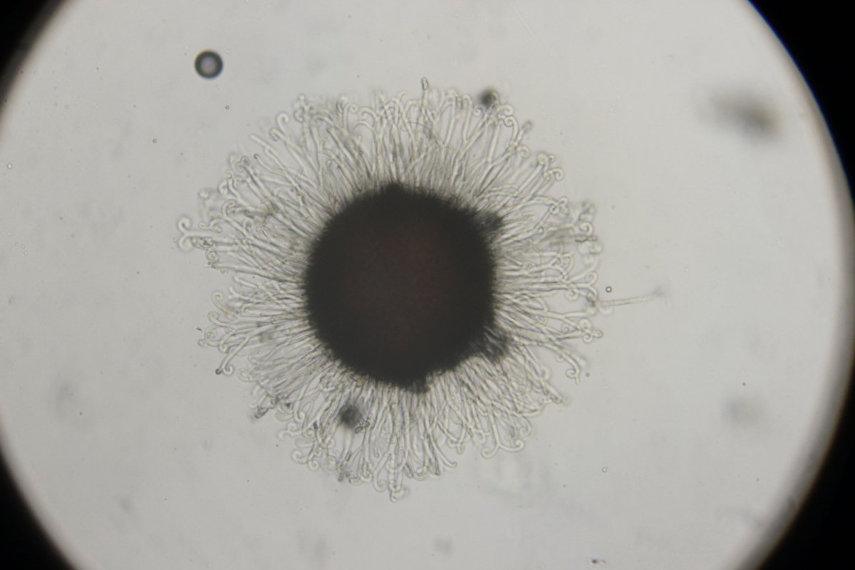 Halde Rungenberg-3713.jpg