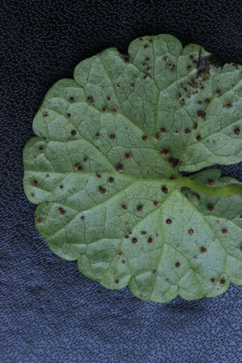 Halde Rungenberg-0016.jpg