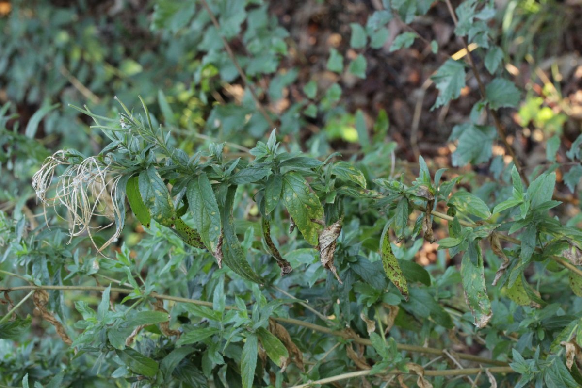 Halde Rungenberg-0018.jpg