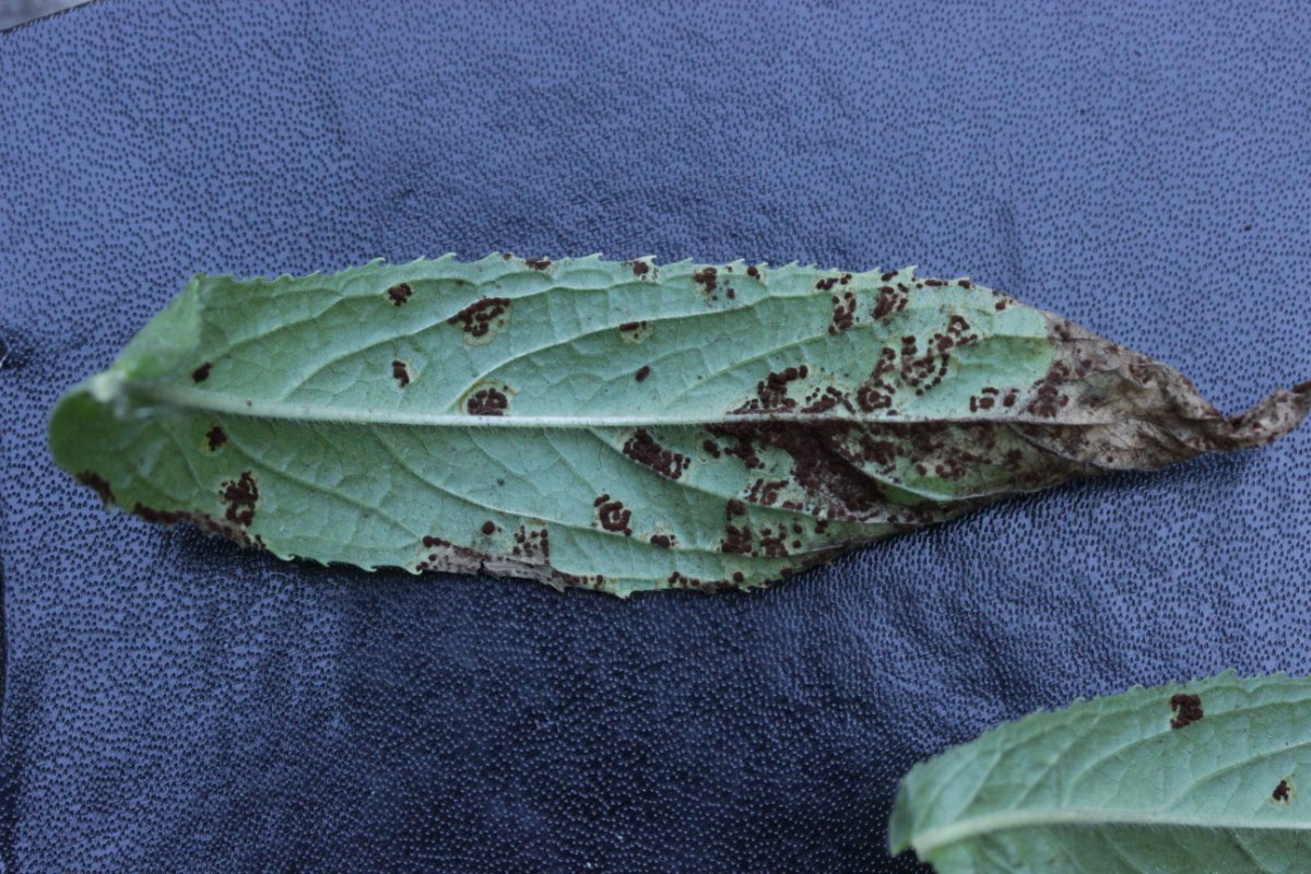 Halde Rungenberg-0020.jpg