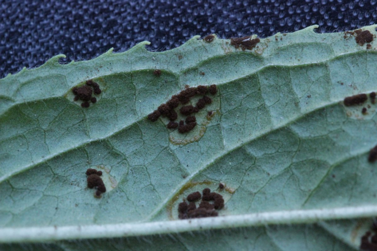 Halde Rungenberg-0024.jpg