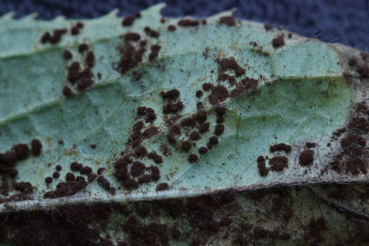 Halde Rungenberg-0025.jpg