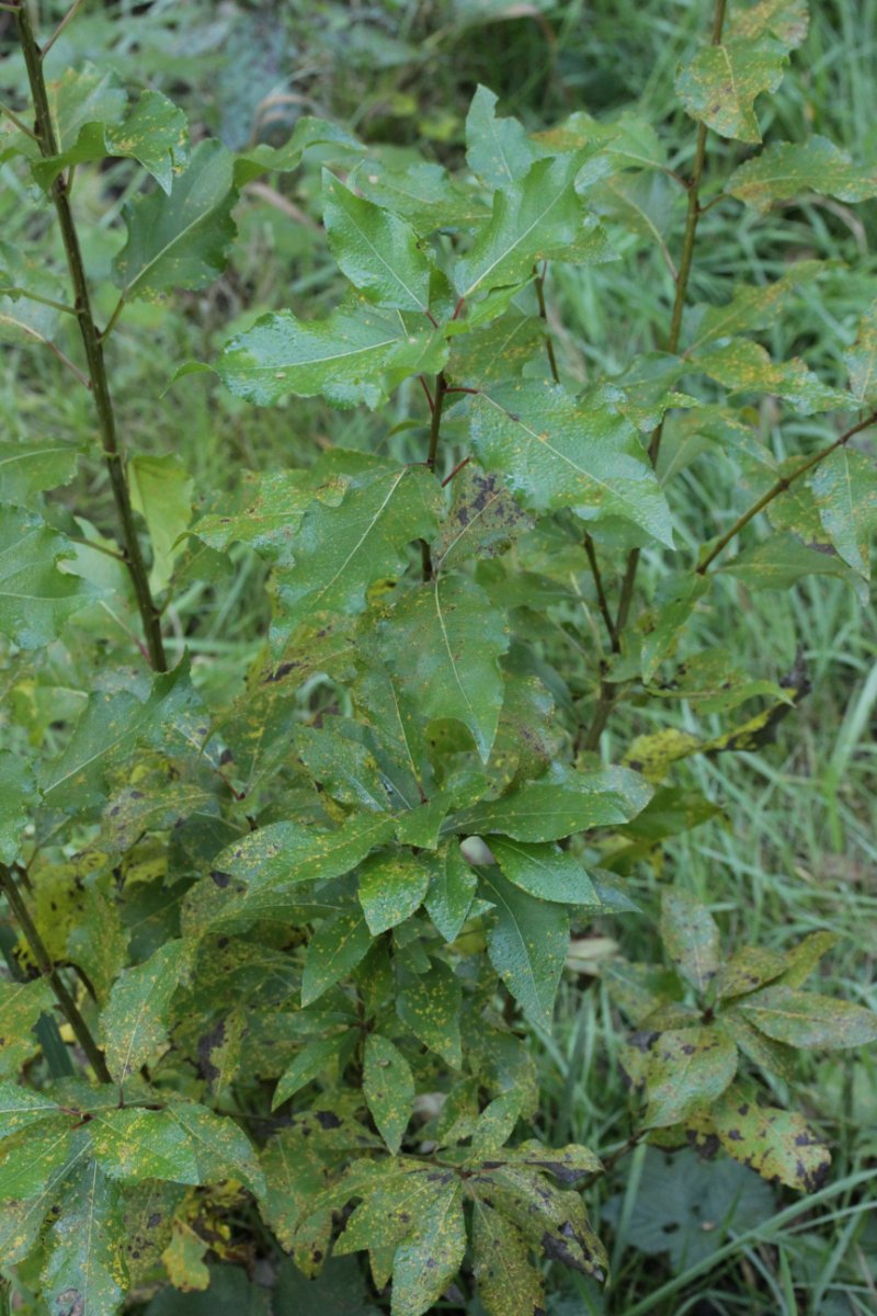 Halde Rungenberg-0029.jpg