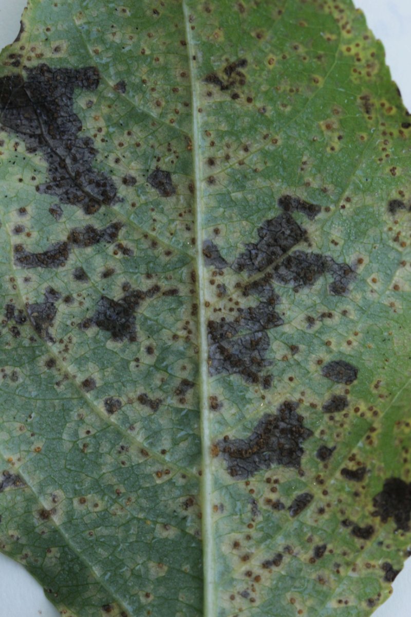 Halde Rungenberg-0034.jpg