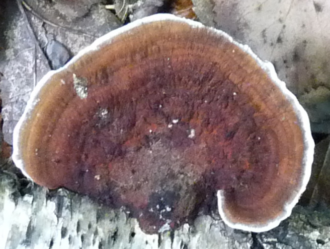 P1000587Ausschnitt.jpg