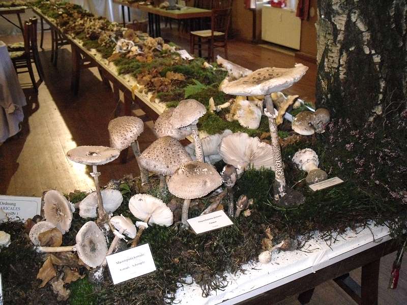 Ausstellung001.jpg