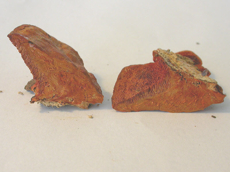 PycnoporusCinnabarinus_DSCN0529_gs.jpg