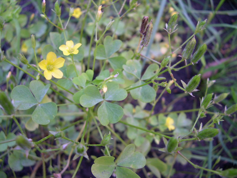 4-Ustilago oxalidis-a.JPG