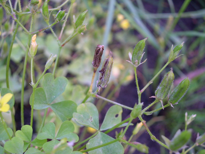 4-Ustilago oxalidis-b.JPG