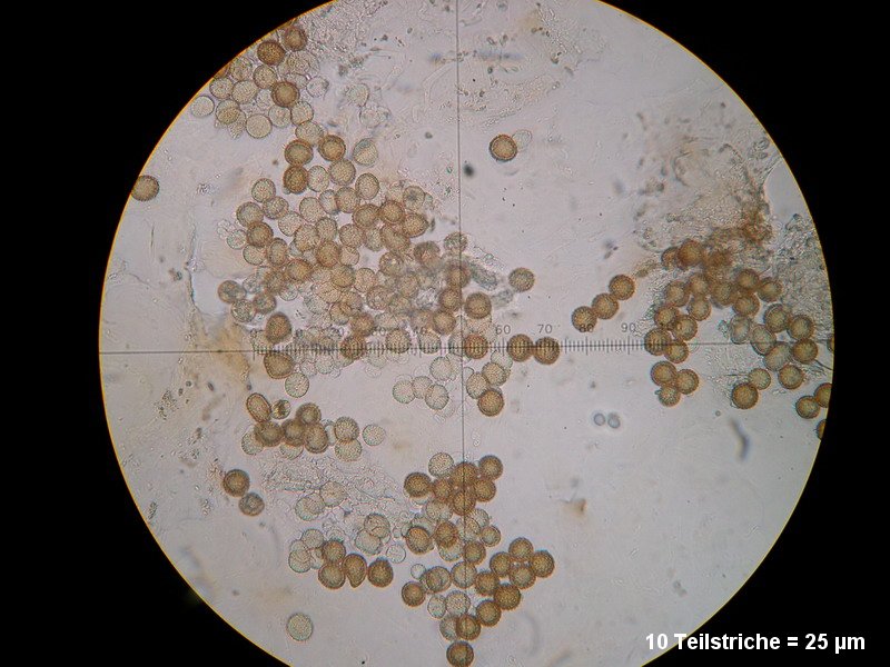 4-Ustilago oxalidis-1.6.2.7.18.25M1-Oxalis fontana.JPG