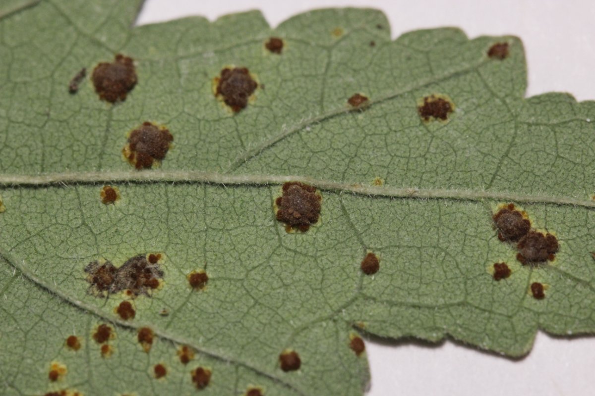 Botanischer Garten Düsseldorf-0026.jpg