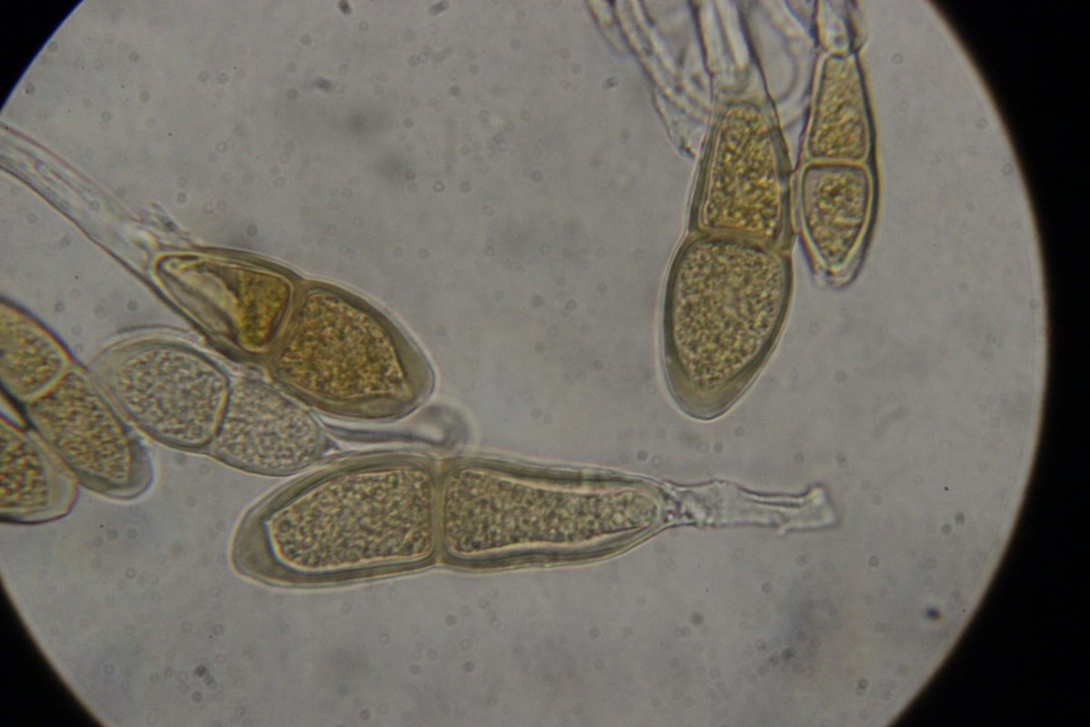 Botanischer Garten Düsseldorf-0048.jpg