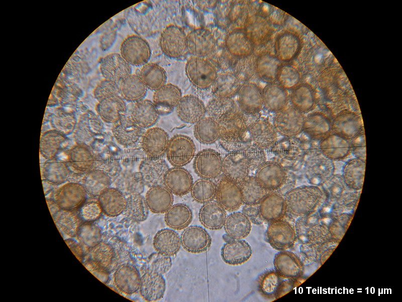 4-Ustilago oxalidis-1.6.2.7.18.25M2-Oxalis fontana.JPG