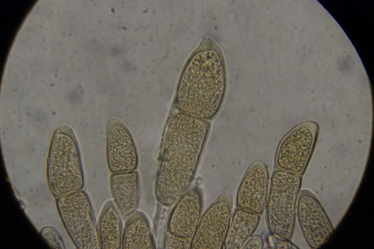 Botanischer Garten Düsseldorf-0050.jpg