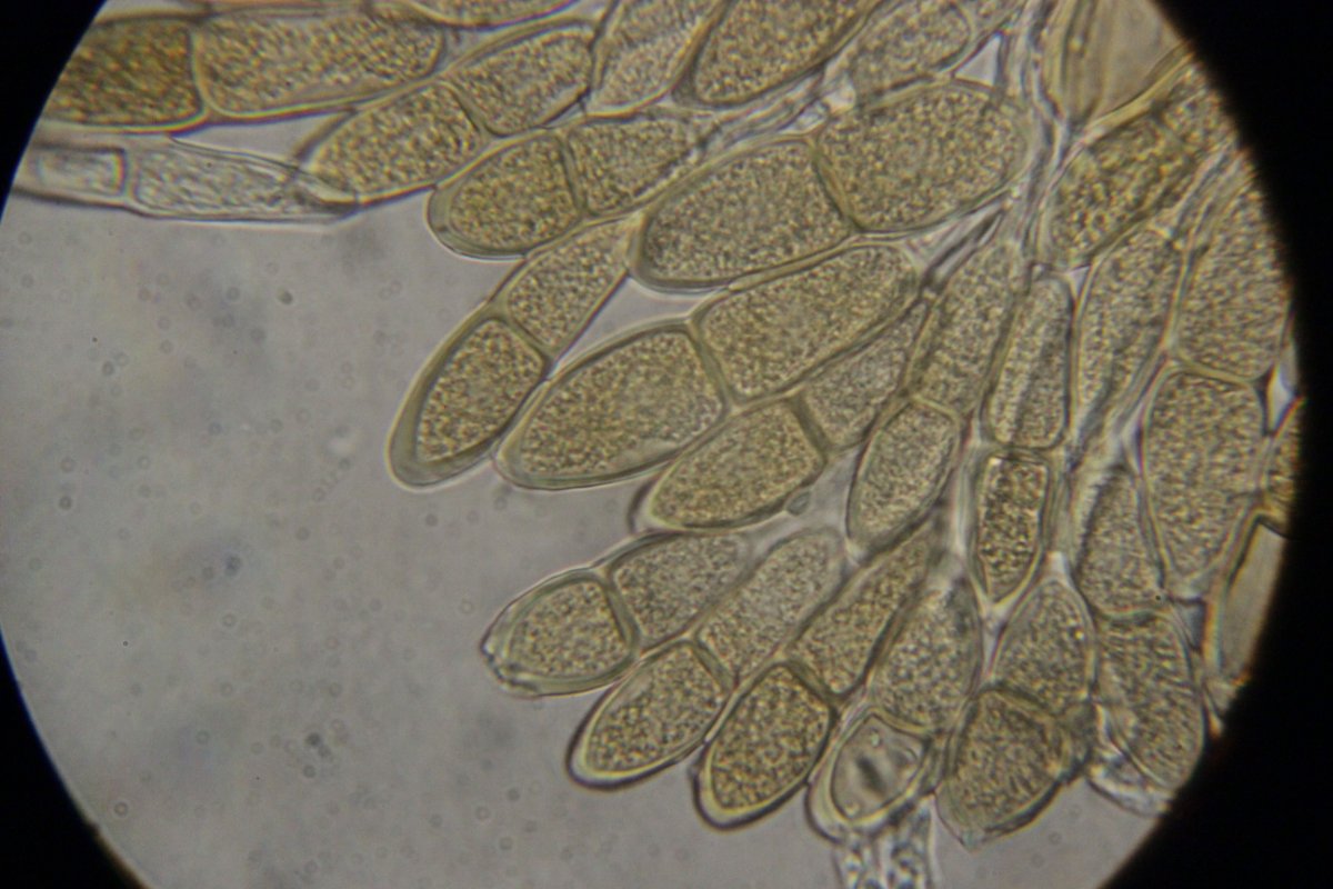 Botanischer Garten Düsseldorf-0052.jpg