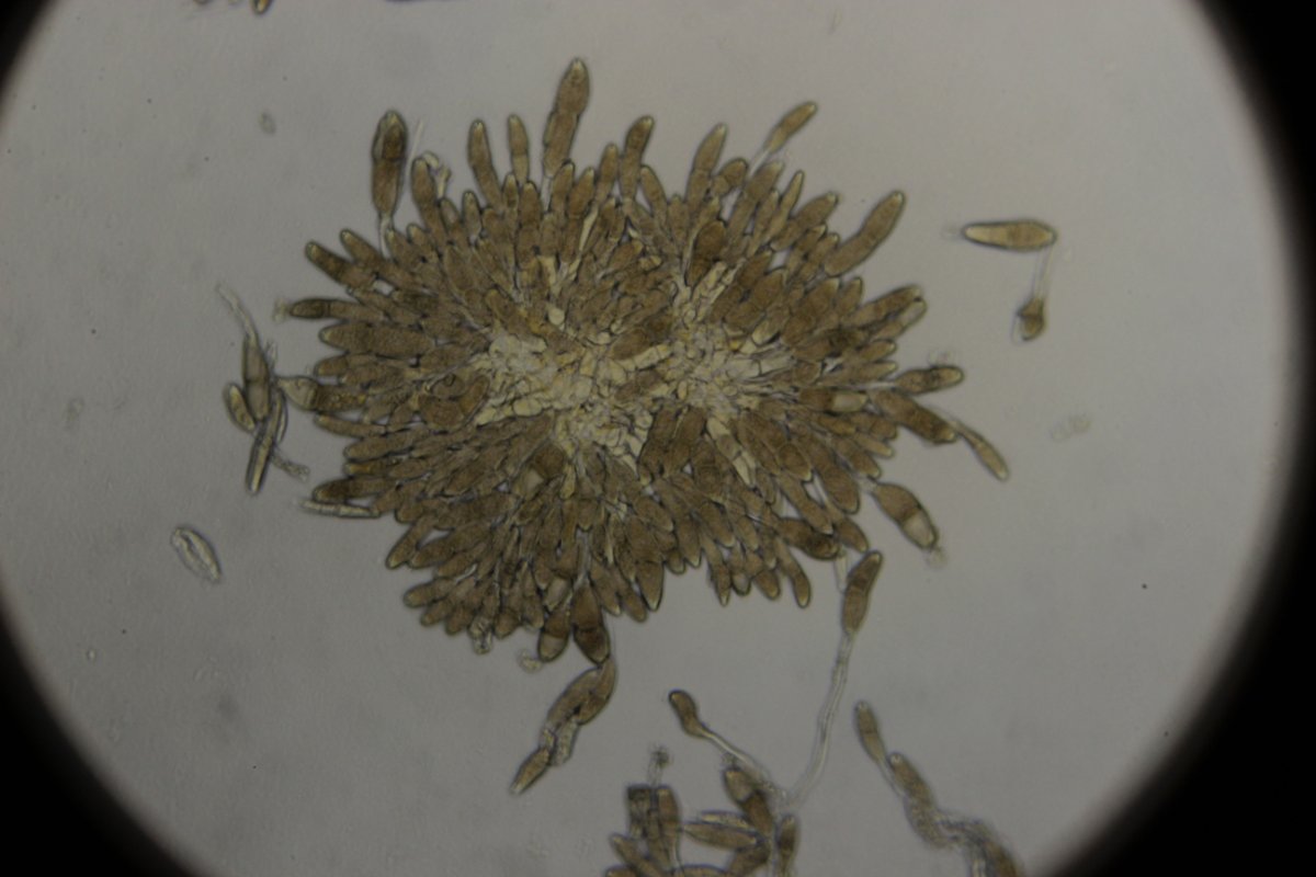 Botanischer Garten Düsseldorf-0054.jpg