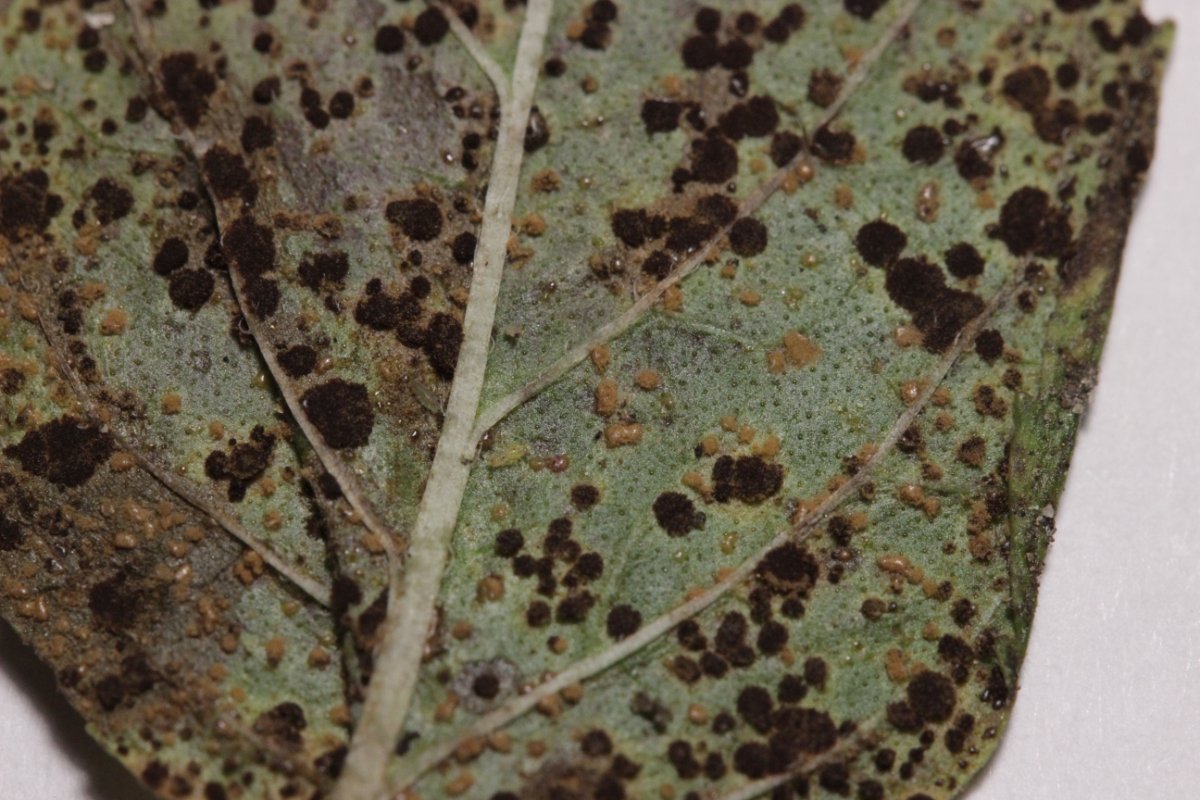 Botanischer Garten Düsseldorf-0030.jpg