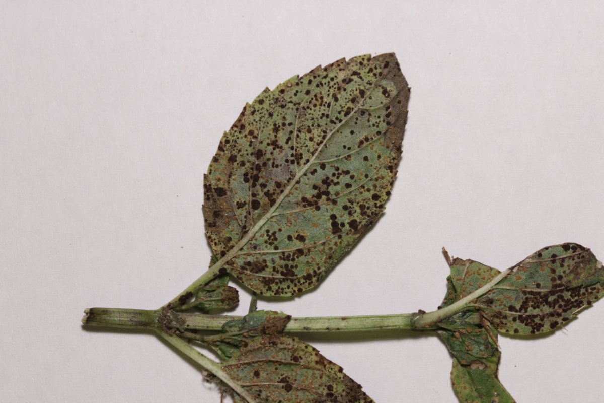 Botanischer Garten Düsseldorf-0032.jpg