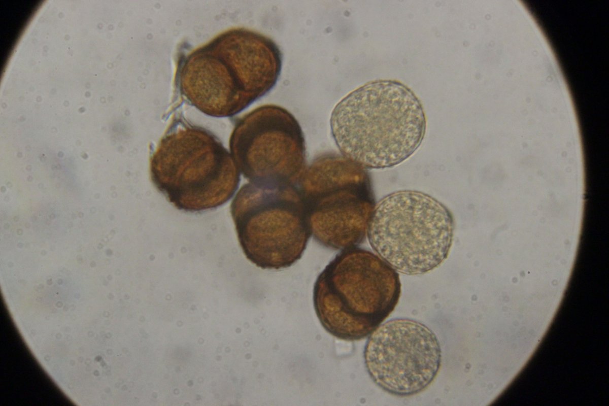 Botanischer Garten Düsseldorf-0059.jpg