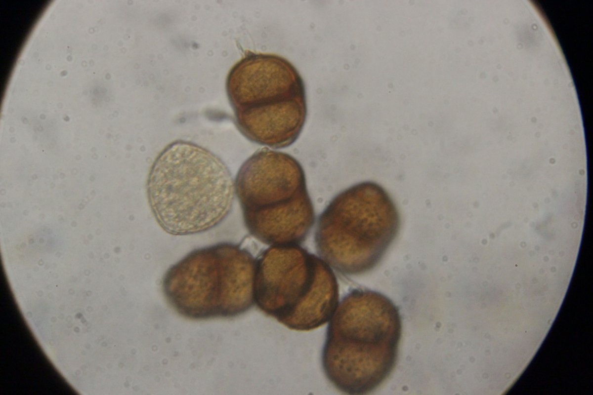 Botanischer Garten Düsseldorf-0061.jpg