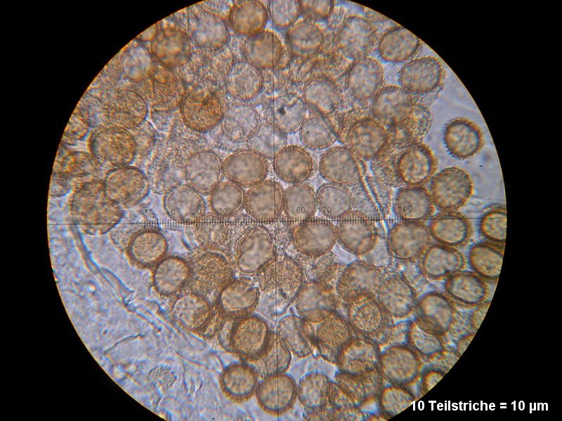 4-Ustilago oxalidis-1.6.2.7.18.25M3-Oxalis fontana.JPG