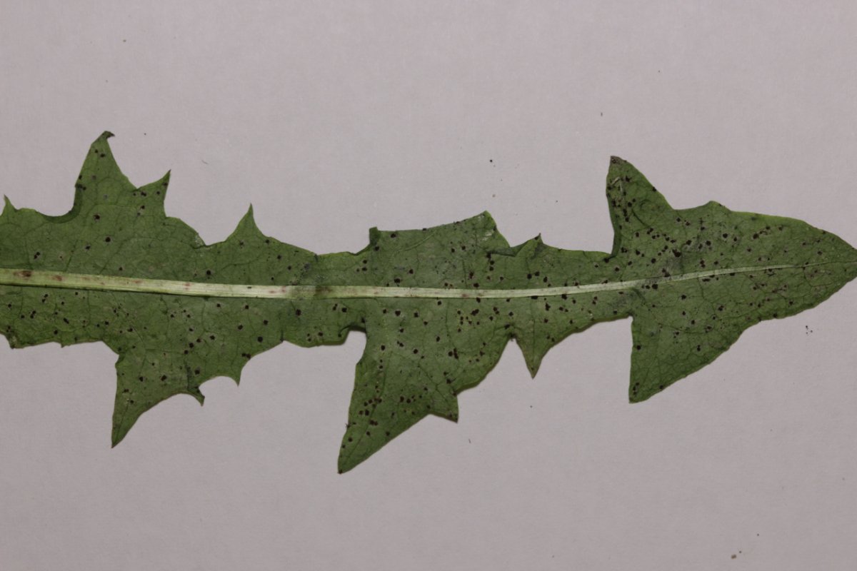 Botanischer Garten Düsseldorf-0033.jpg