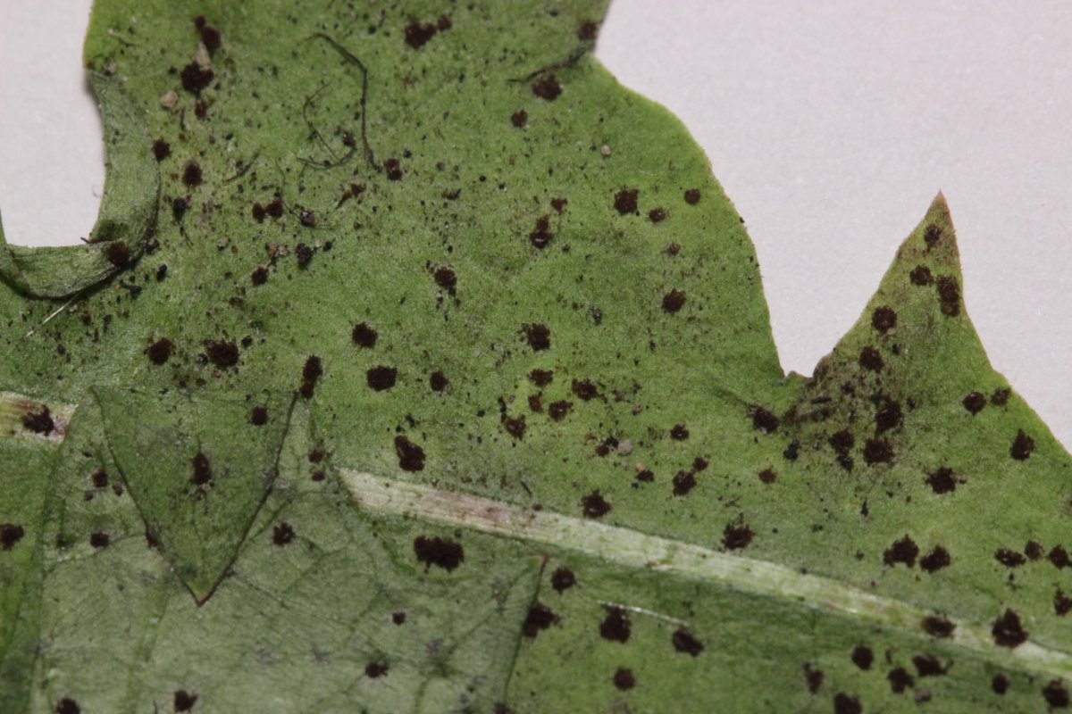 Botanischer Garten Düsseldorf-0035.jpg