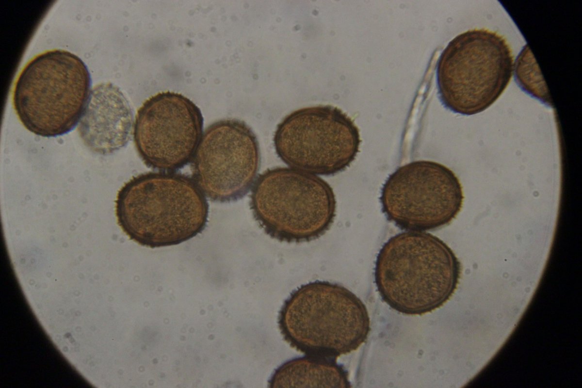 Botanischer Garten Düsseldorf-0074.jpg