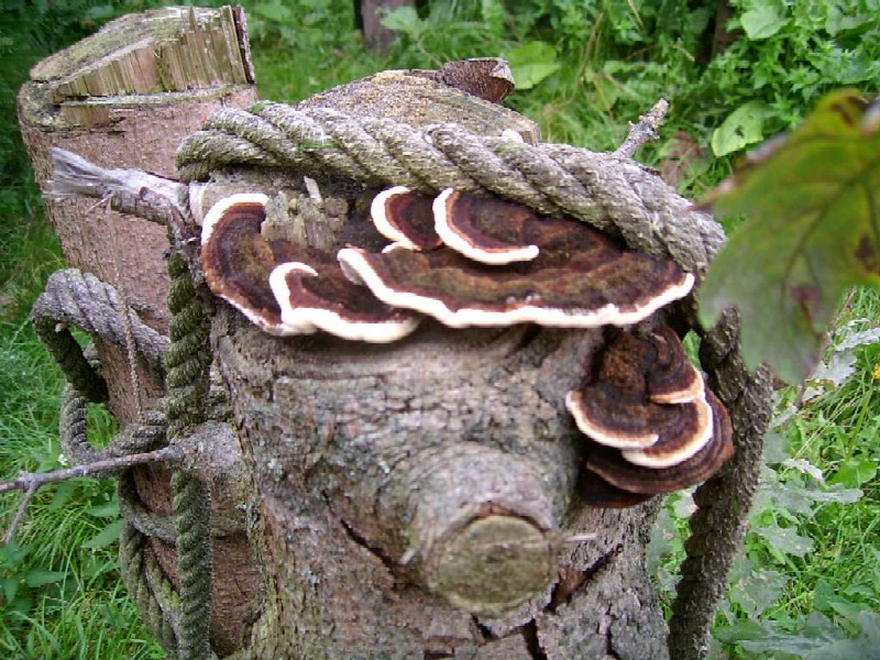 Auf dem Baumstumpf eines Nadelholzes wächst dieser Pilz (September 2009)