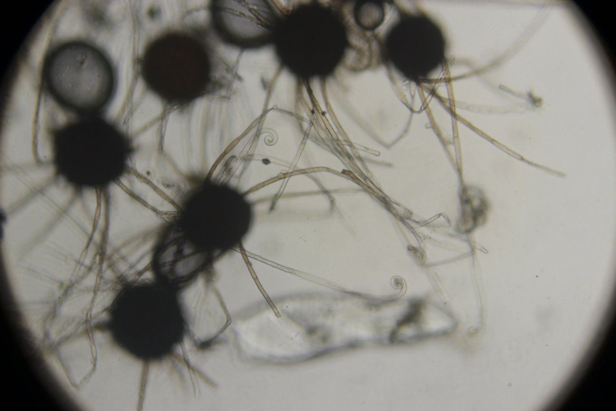 Botanischer Garten Düsseldorf-0076.jpg