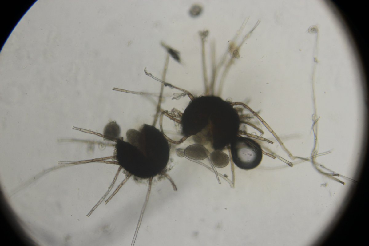 Botanischer Garten Düsseldorf-0078.jpg