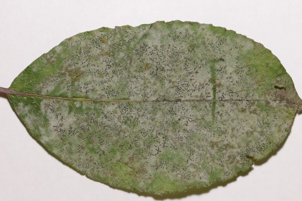 Botanischer Garten Düsseldorf-0038.jpg